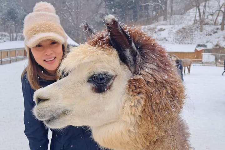 Full-Day Gapyeong Loop: Eobi Ice Valley, Alpaca World, Nami Island & The Garden of Morning Calm