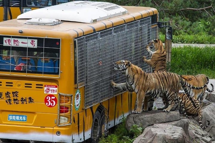 Harbin Siberian Tiger Park Bus Safari — Admission & Adventure Ride photo 5
