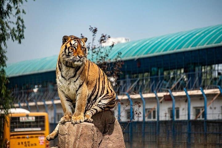 Harbin Siberian Tiger Park Bus Safari — Admission & Adventure Ride