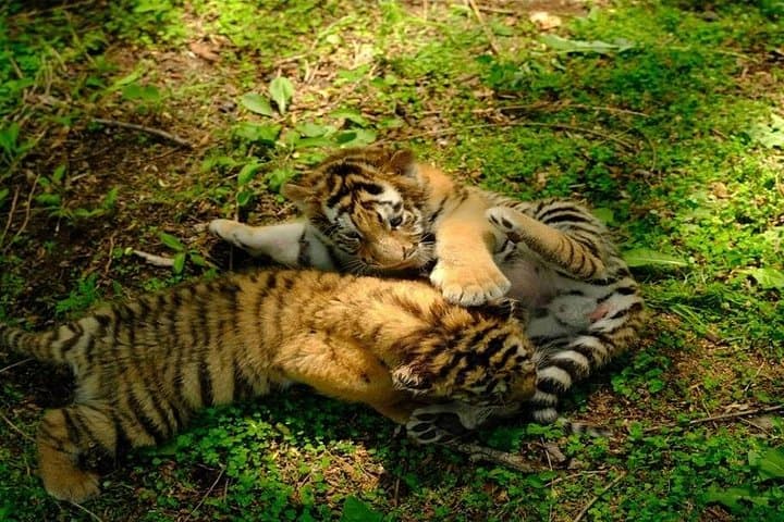 Harbin Siberian Tiger Park Bus Safari — Admission & Adventure Ride photo 6
