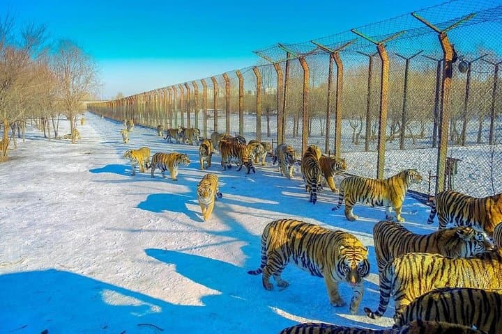 Harbin Siberian Tiger Park Bus Safari — Admission & Adventure Ride photo 3