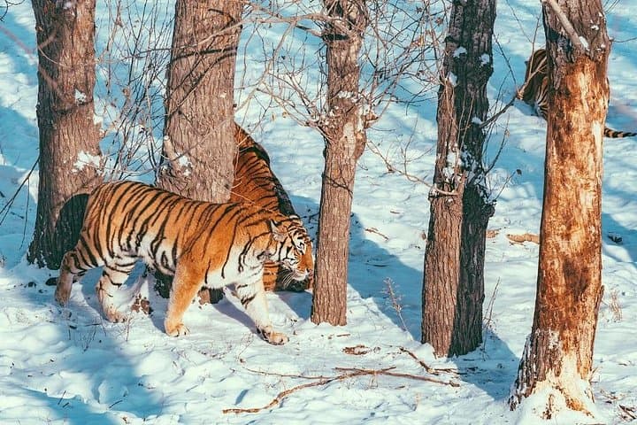 Harbin Siberian Tiger Park Bus Safari — Admission & Adventure Ride photo 2