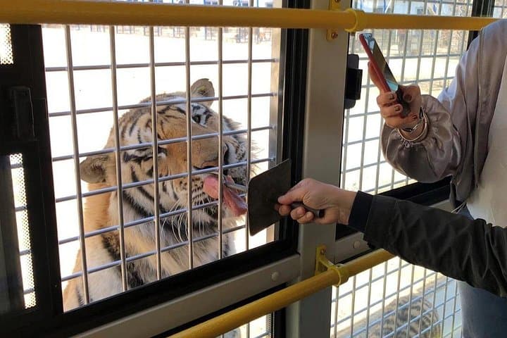 Harbin Siberian Tiger Park Bus Safari — Admission & Adventure Ride photo 4