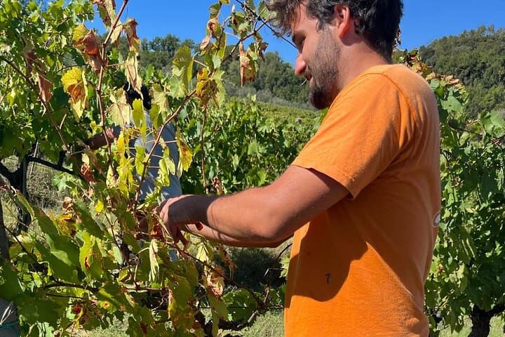Grape Stomping in Chianti: Family Wine-Harvest Experience and Tasting photo 5