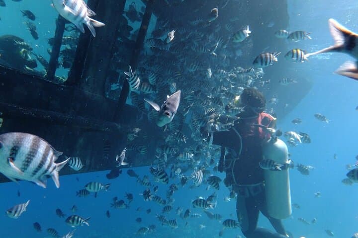 Hurghada Semi-Submarine & Snorkel Adventure with Optional Parasailing photo 6