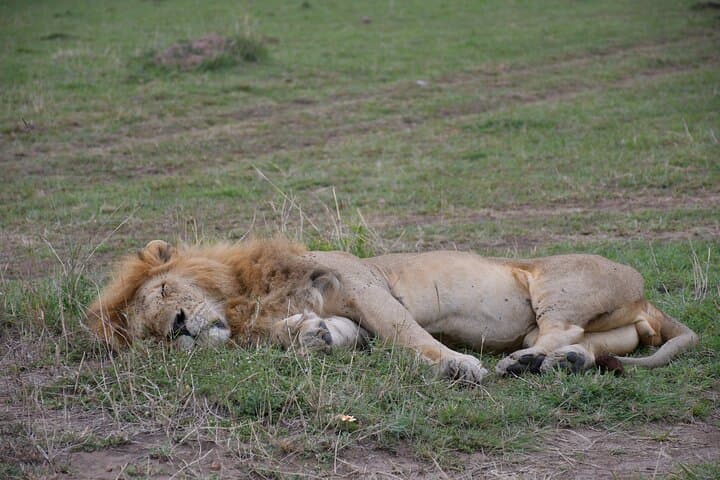 3-Day Masai Mara Safari: Big Five, Great Migration & Maasai Village Experience