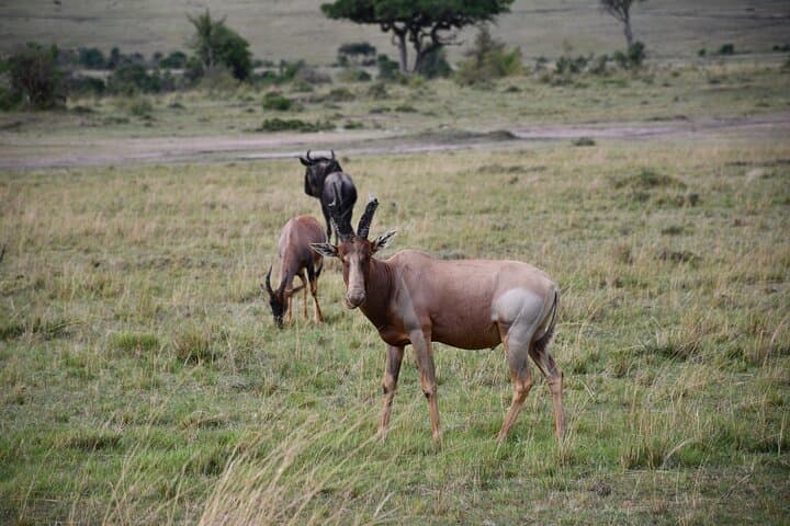 3-Day Masai Mara Safari: Big Five, Great Migration & Maasai Village Experience photo 2