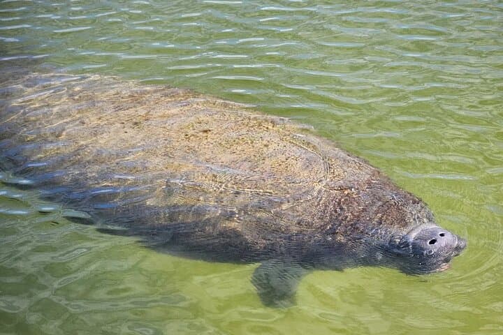Shell Key Private Kayak Tour: 1.5-Hour Guided Paddle from Tierra Verde photo 5