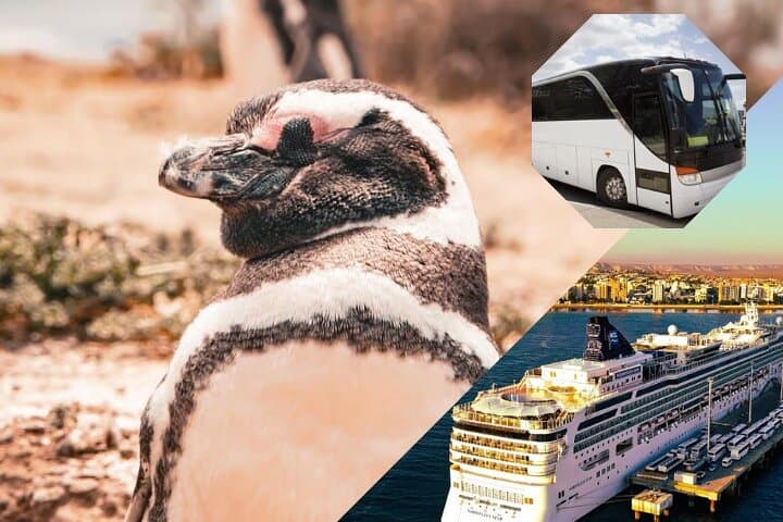 Punta Tombo Penguin Colony Shore Tour from Puerto Madryn — Walk Among Magellanic Penguins