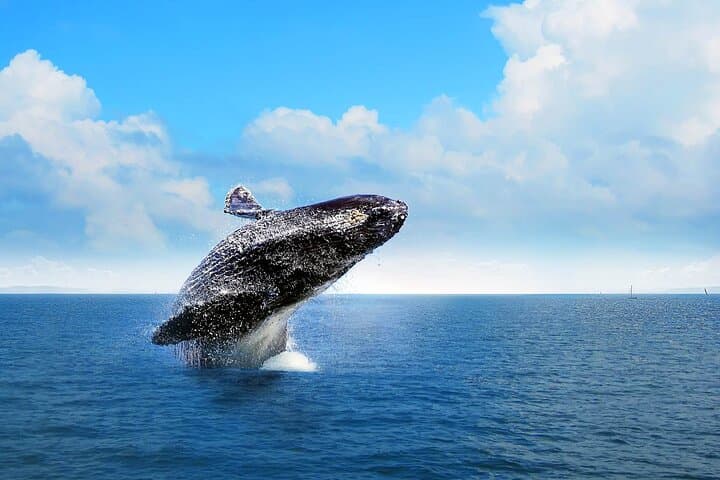 Full-Day Punta Cana Whale Watching & Cayo Levantado Excursion
