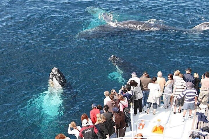 Full-Day Punta Cana Whale Watching & Cayo Levantado Excursion photo 4