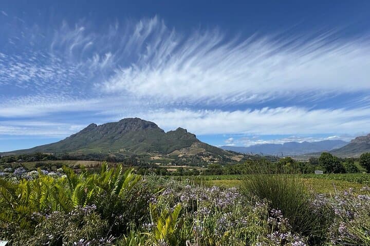Luxury Winelands EV Tour: Cape Town to Stellenbosch & Franschhoek