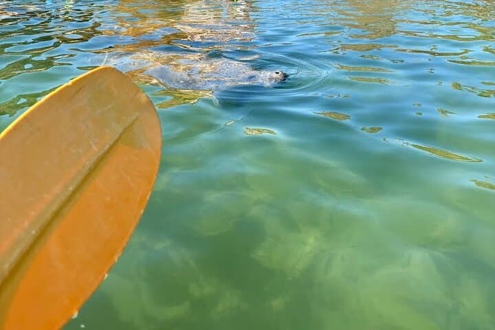Crystal River Tandem Kayak Rental: Paddle King's Bay and See Manatees in 2 Hours photo 2