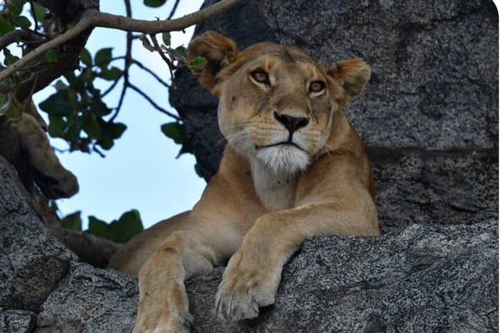 Big Five Classic Safari: 7-Day Tanzania Wildlife Adventure