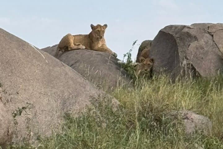 Big Five Classic Safari: 7-Day Tanzania Wildlife Adventure photo 2