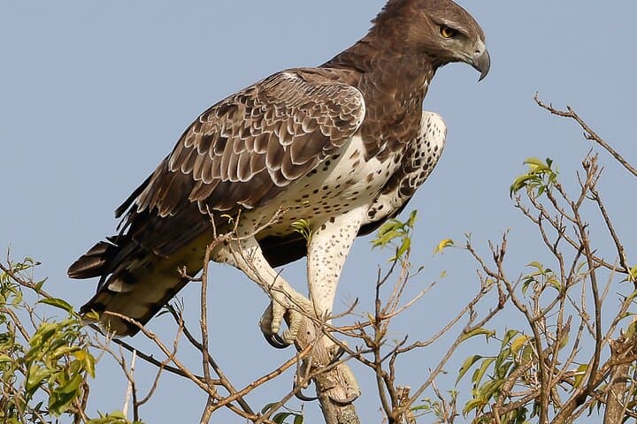 2-Day Murchison Falls Wildlife Safari: Boat Cruise, Game Drives & Nile Falls Experience photo 4