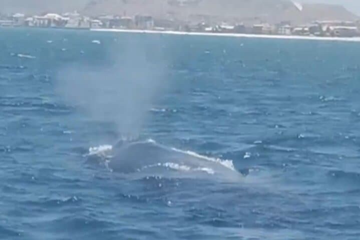 Small-Group Whale Watching in Boa Vista — 2-Hour Boat Tour from Sal Rei photo 2