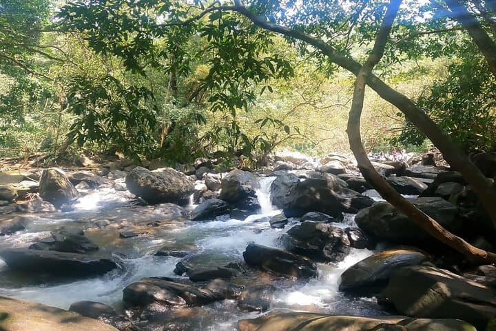 Full-Day Dudhsagar Waterfall & Spice Plantation Tour from Goa: Jeep Safari, Old Goa Churches, and Local Flavors photo 5