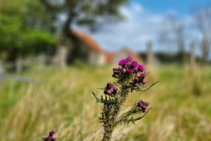 Half-Day Inverness Tour: Loch Ness, Clava Cairns & Culloden Battlefield photo 5