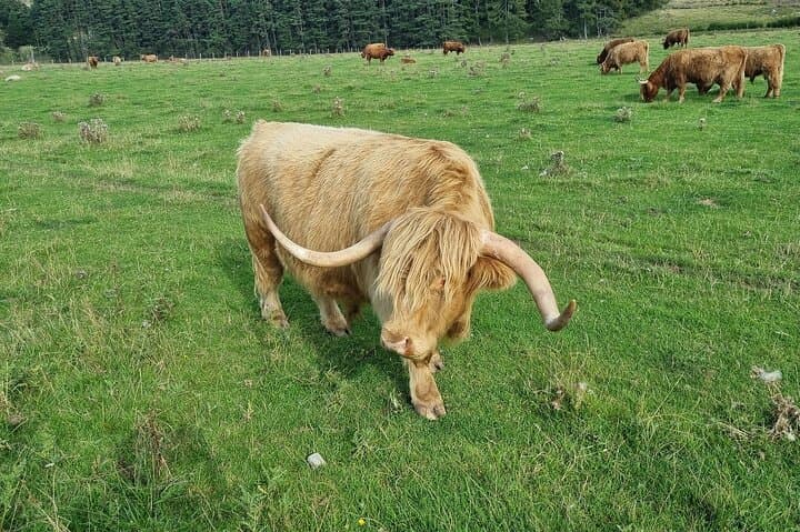Half-Day Inverness Tour: Loch Ness, Clava Cairns & Culloden Battlefield photo 6
