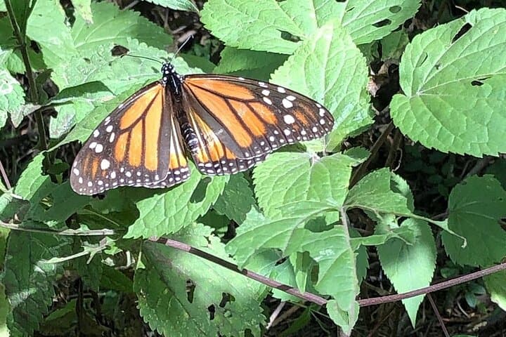 Monarch Migration Experience: Three-Day Butterfly Watch & Colonial Towns of Michoacán