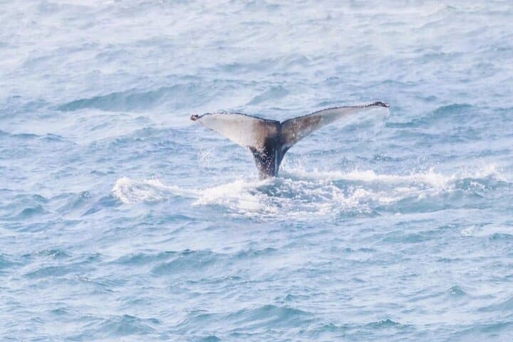 Small-Group Whale Watching in Boa Vista — 2-Hour Boat Tour from Sal Rei photo 4