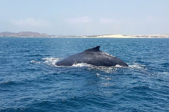 Small-Group Whale Watching in Boa Vista — 2-Hour Boat Tour from Sal Rei photo 6
