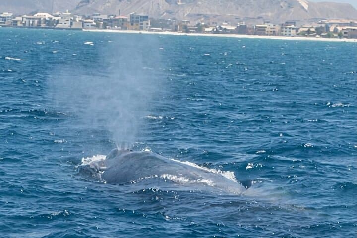 Small-Group Whale Watching in Boa Vista — 2-Hour Boat Tour from Sal Rei