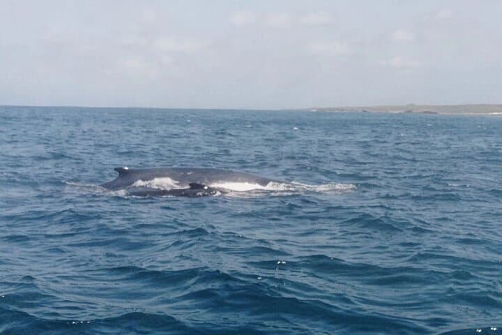 Small-Group Whale Watching in Boa Vista — 2-Hour Boat Tour from Sal Rei photo 3