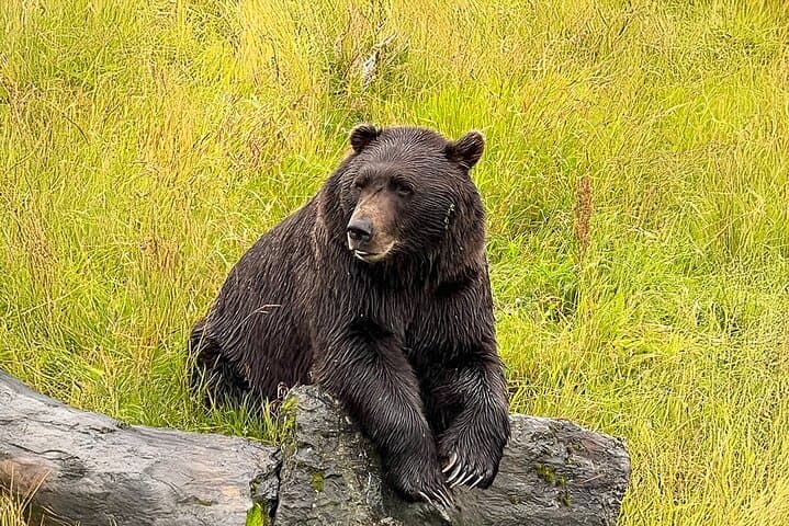 Whittier to Anchorage Transfer with Wildlife and Alyeska Tram photo 2