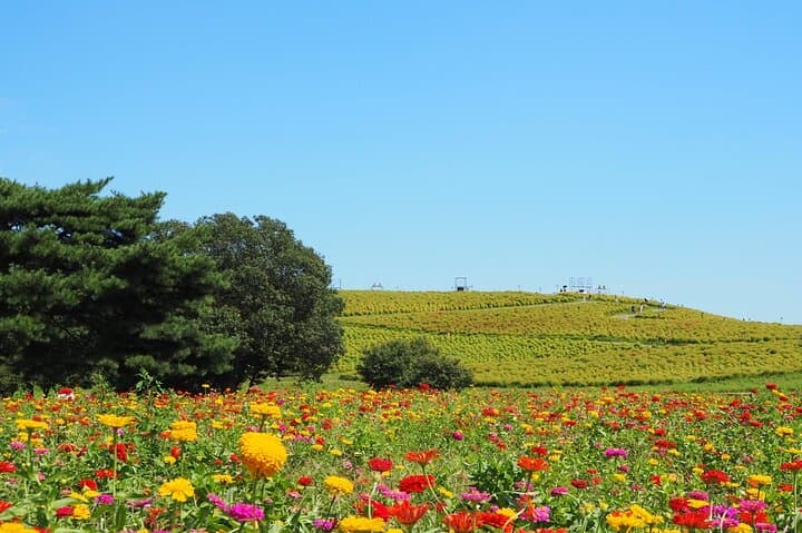 Hitachi Seaside Park & Mito Highlights: Day Tour to Nemophila, Fish Markets & Kairakuen photo 3