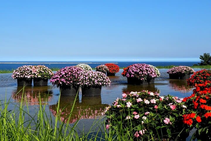 Hitachi Seaside Park & Mito Highlights: Day Tour to Nemophila, Fish Markets & Kairakuen photo 4
