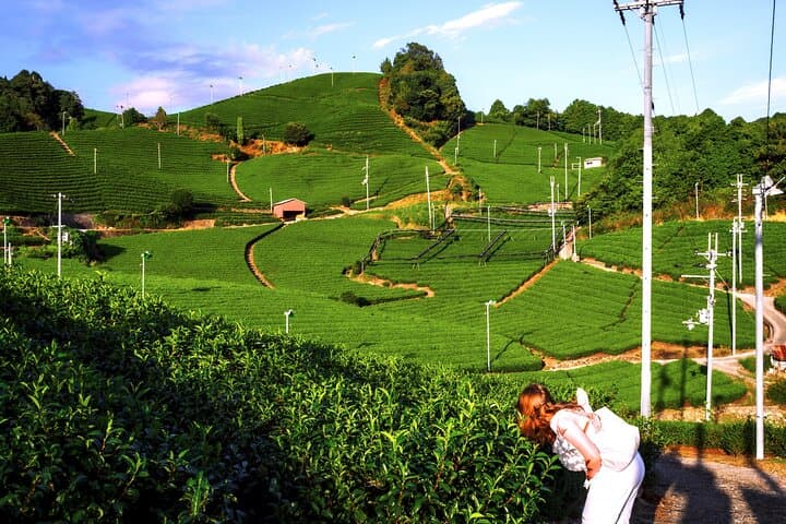Hidden Kyoto Tea Country: Wazuka Green Tea Fields & Matcha Tasting (Private Tour) photo 6