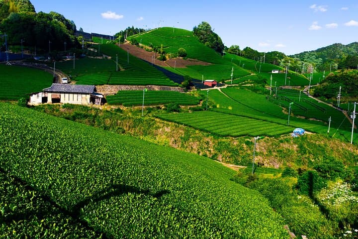 Hidden Kyoto Tea Country: Wazuka Green Tea Fields & Matcha Tasting (Private Tour)