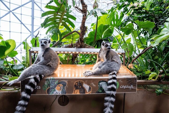 Inside The Green Planet Dubai: Skip-the-Line Indoor Rainforest Experience photo 2
