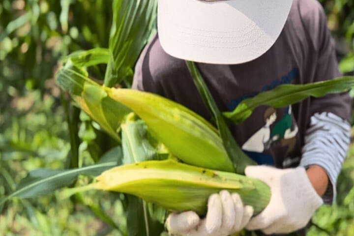 Hands-On Farm Day in Inabu: Rice Planting, Potato Digs & Local Cooking photo 2