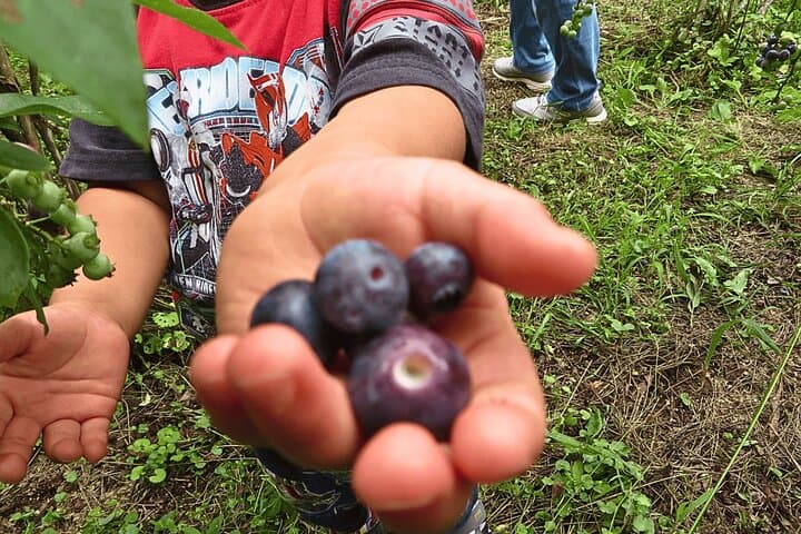 Hands-On Farm Day in Inabu: Rice Planting, Potato Digs & Local Cooking photo 4