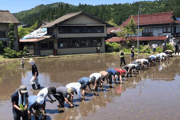 Hands-On Farm Day in Inabu: Rice Planting, Potato Digs & Local Cooking