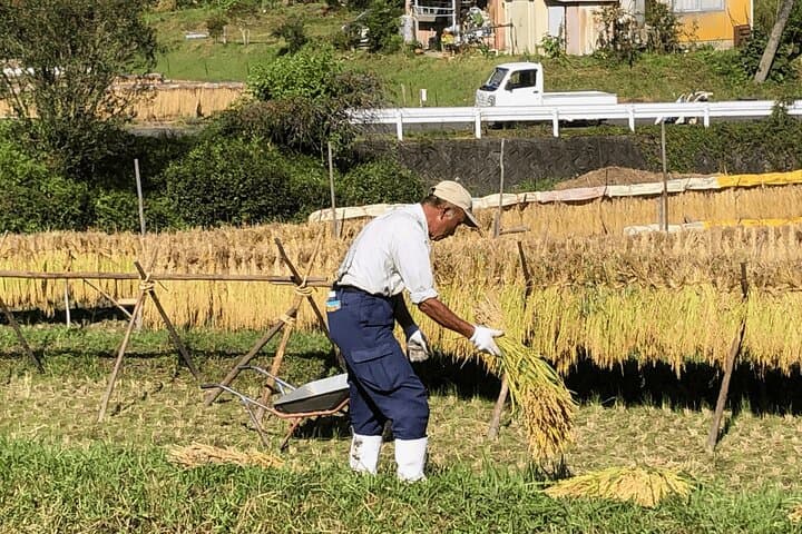 Hands-On Farm Day in Inabu: Rice Planting, Potato Digs & Local Cooking photo 5