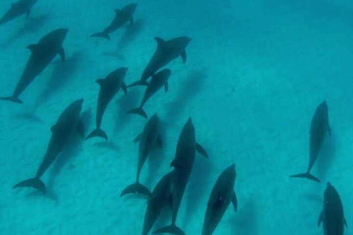 Zanzibar Private 5-Day Minivan Tour — Beaches, Dolphins & Spice Island Highlights photo 2