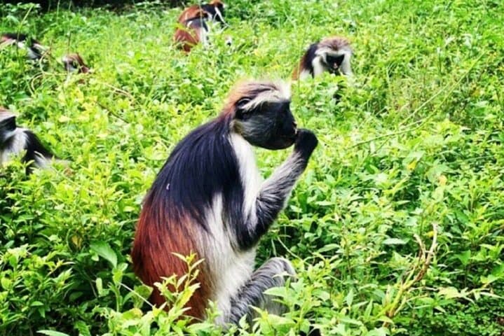 Zanzibar Private 5-Day Minivan Tour — Beaches, Dolphins & Spice Island Highlights photo 3