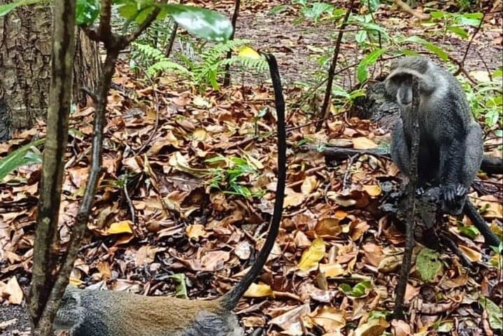 Zanzibar Private 5-Day Minivan Tour — Beaches, Dolphins & Spice Island Highlights photo 4