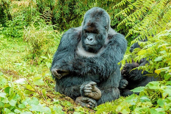 3-Day Rwanda Gorilla Trekking & Chimpanzee Tracking in Volcanoes National Park photo 4