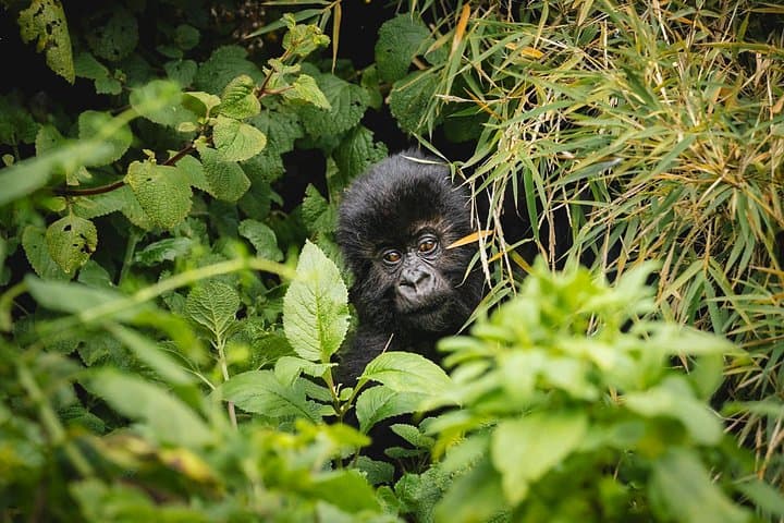 3-Day Rwanda Gorilla Trekking & Chimpanzee Tracking in Volcanoes National Park photo 2