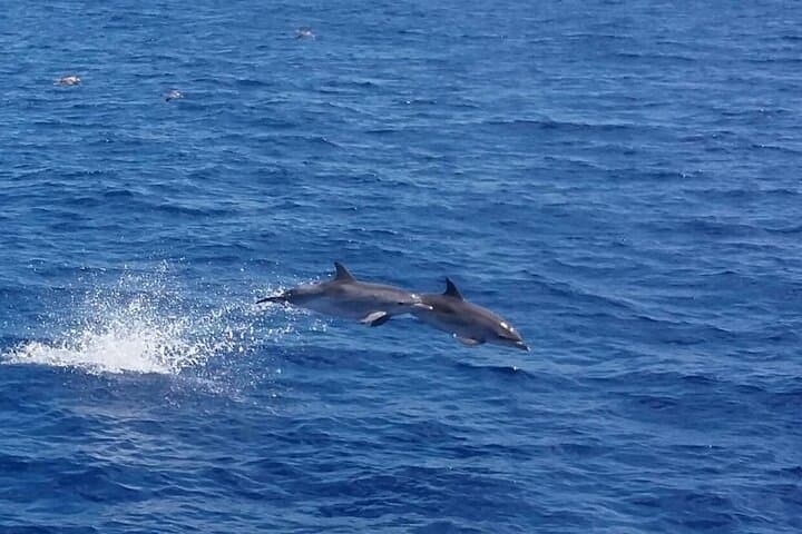 Caleta de Fuste Dolphin-Watching Cruise — Spot Dolphins, Pilot Whales & Coastal Views photo 2