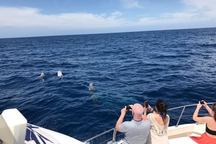 Caleta de Fuste Dolphin-Watching Cruise — Spot Dolphins, Pilot Whales & Coastal Views photo 3