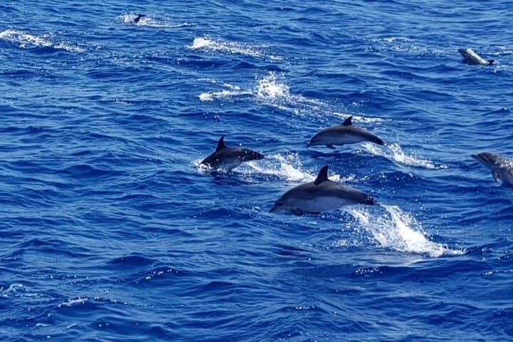Caleta de Fuste Dolphin-Watching Cruise — Spot Dolphins, Pilot Whales & Coastal Views photo 4