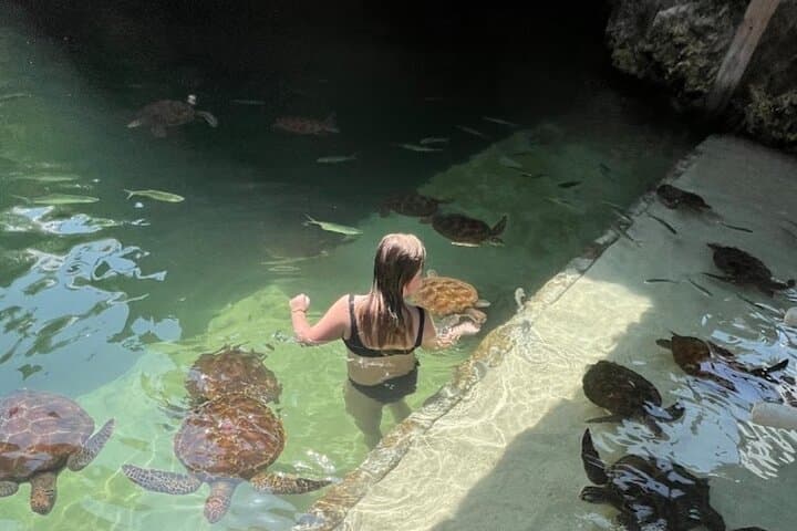 Swim with Sea Turtles at The Lagoons Zanzibar — Guided Conservation Experience in Nungwi photo 3