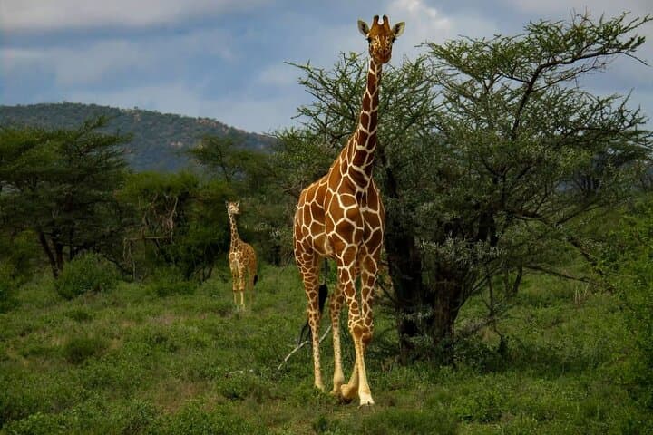 Nairobi Giraffe Centre, Karen Blixen & Kobe Beads Day Tour photo 6