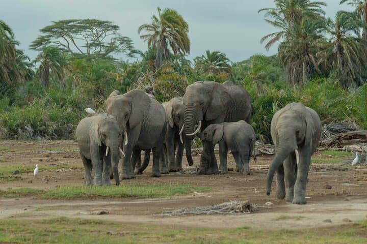 Luxury 4-Day Flying Safari to Masai Mara: Private Lodge Experience photo 2